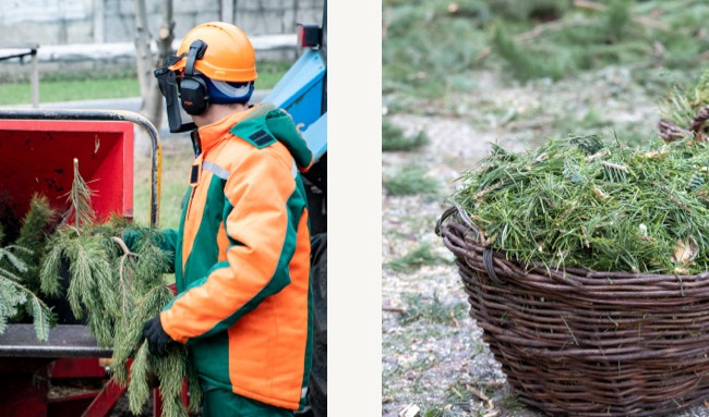 Киевлянам напомнили о работе пунктов приема новогодних елок