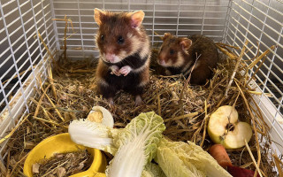 В Украине открыли центр спасения хомяков