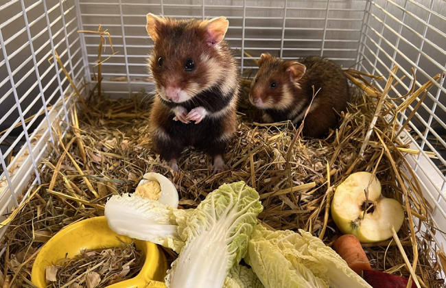 В Украине открыли центр спасения хомяков