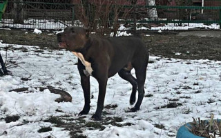 На Киевщине собака бойцовской породы покусала двоих детей