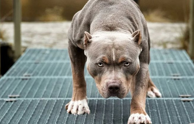 Суд наказал владельца собаки, которая изуродовала лицо прохожего