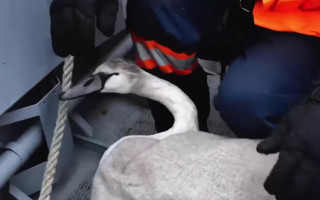 У Києві на Оболоні врятували трьох лебедів, один з яких примерз до криги та травмував шию: відео