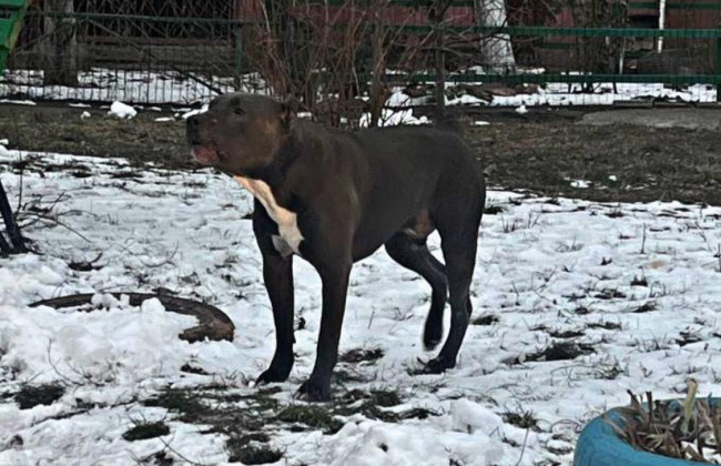 На Киевщине собака бойцовской породы покусала двоих детей