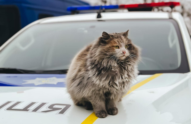 Водителей призывают проверять автомобили перед поездкой – там могут прятаться коты