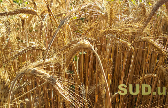 Пять стран ЕС просят Еврокомиссию вернуть пошлины на зерно из Украины