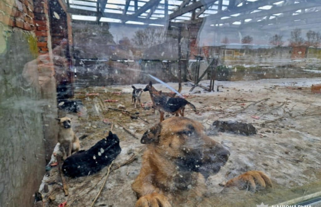 Приют на Киевщине проверяют правоохранители по факту жестокого обращения с животными