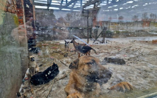 Притулок на Київщині перевіряють правоохоронці за фактом жорстокого поводження з тваринами