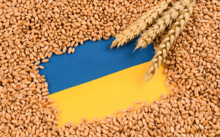 Болгарія роздумує над запровадженням тарифів і квот на імпорт українського зерна, — ЗМІ
