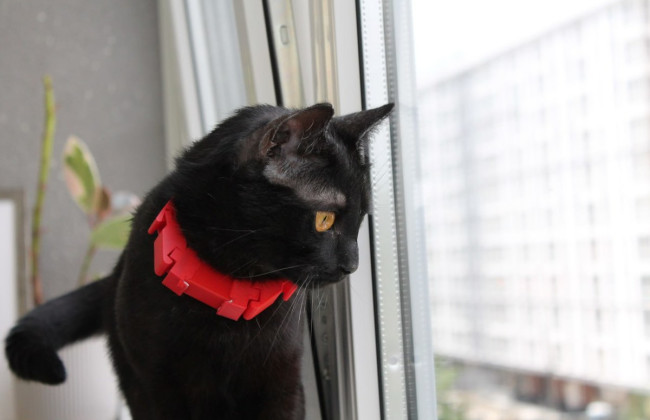 Во Львове создают ошейник-переводчик с «кошачьего языка» на человеческий