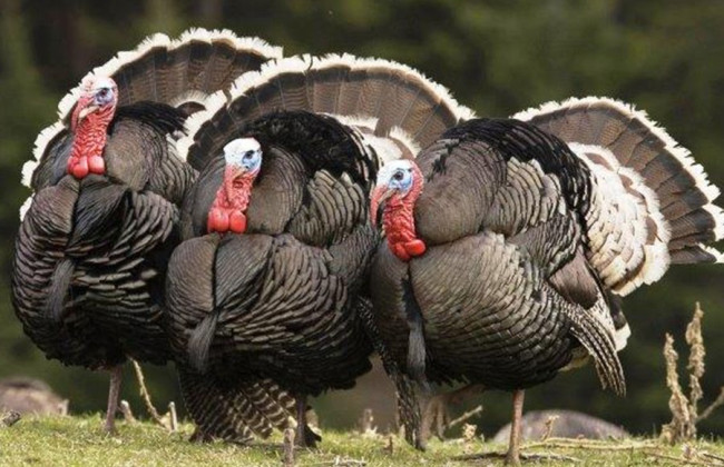 В Дании из-за вспышки птичьего гриппа уничтожат целую ферму индюков