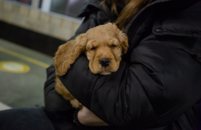 Украинцам разрешили брать в укрытие животных: приказ МВД