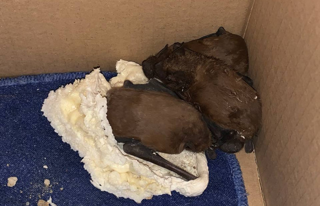 В Кривом Роге спасают летучих мышей, которых замуровали монтажной пеной во время замены окна