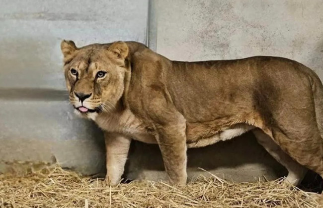Лев и две львицы из Украины переехали в парк для животных во Франции