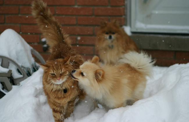 Что ожидать от погоды в феврале: прогноз Укргидрометцентра на последний месяц зимы