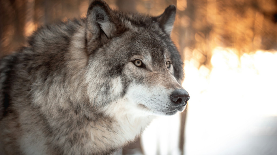 В Украине нарабатывают законодательные изменения для защиты волков