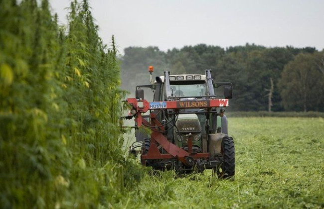 Техническую коноплю можно будет выращивать без разрешений и лицензий: в Минагрополитики раскрыли детали