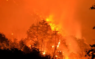 У Чилі вирують лісові пожежі: понад 50 загиблих та 1000 пошкоджених будинків