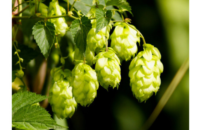 В Украине планируют урегулировать производство хмеля в соответствии со стандартами ЕС