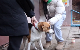 З-під завалів багатоповерхівки у Голосіївському районі дістали двох собак: одній вдалось вижити, відео