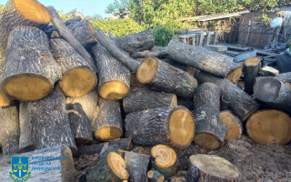 В Кировоградской области «черные лесорубы» уничтожили деревьев на 1,7 млн грн, фото