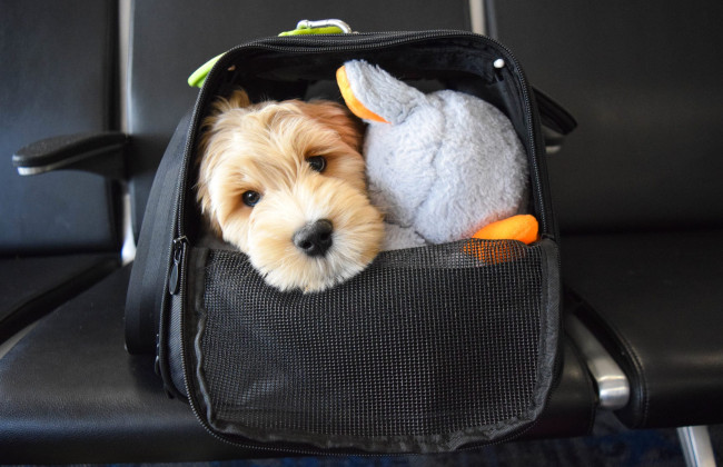 Киевляне просят разрешить проезд в метро с собаками