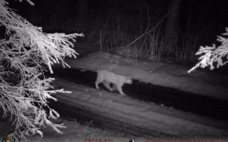 ДПСУ попередила порушників кордону про хижаків у Карпатах: фото