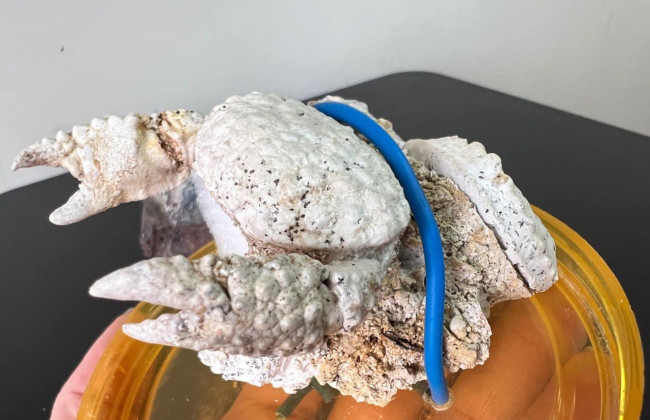 Загадочное отправление: в Украине обнаружили останки древних существ в международной посылке