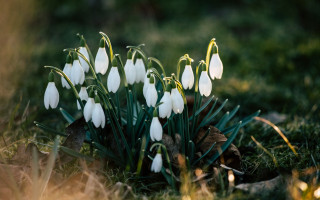 Киянам нагадали про штрафи від 1 700 грн за торгівлю первоцвітами
