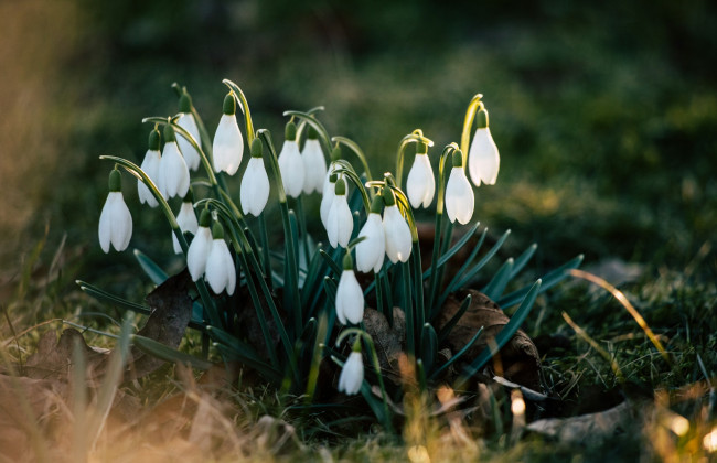 Киевлянам напомнили о штрафах от 1700 грн за торговлю первоцветами