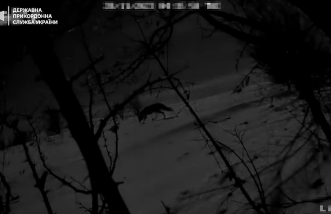 ГПСУ у границы на Одесщине зафиксировала движение волков