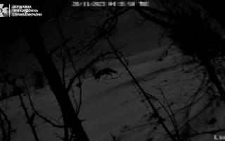 ГПСУ у границы на Одесщине зафиксировала движение волков