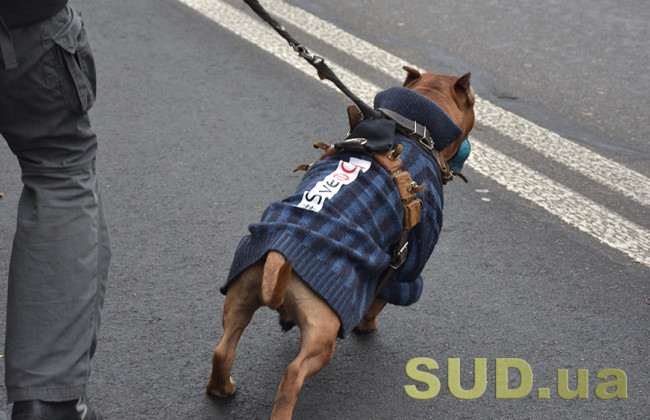 Полиция напомнила о правилах содержания домашних животных и штрафе за нарушение