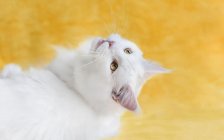 Ученые нашли связь между цветом шерсти кошек и характером: интересно знать хозяевам