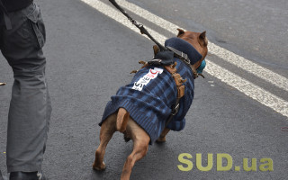 Полиция напомнила о правилах содержания домашних животных и штрафе за нарушение