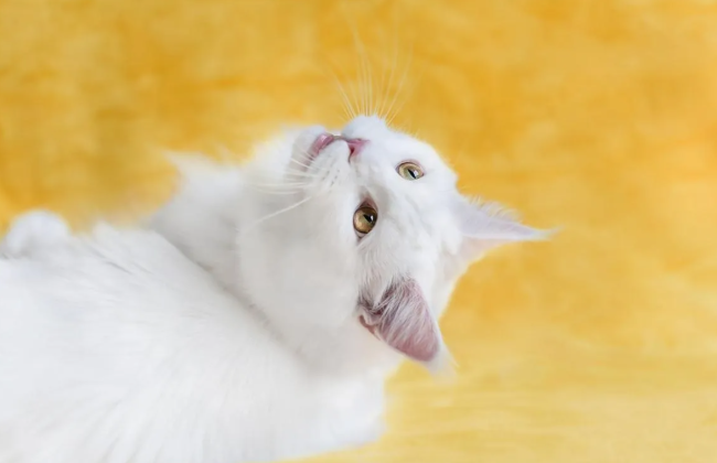 Ученые нашли связь между цветом шерсти кошек и характером: интересно знать хозяевам