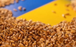 Чехія розглядає введення мит на імпорт з України: що це означає для сільського господарства