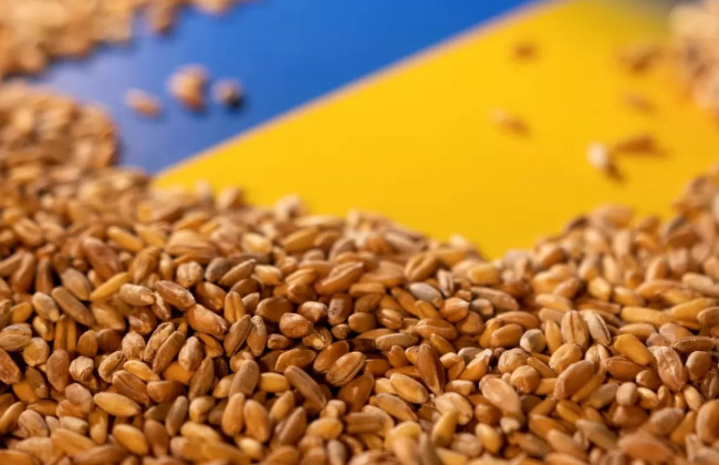 Чехия рассматривает введение пошлин на импорт из Украины: что это значит для сельского хозяйства