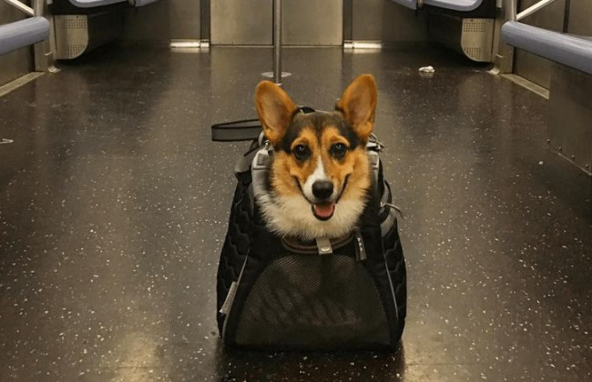 В метро вместе с собаками: киевляне собрали нужное количество подписей в поддержку петиции