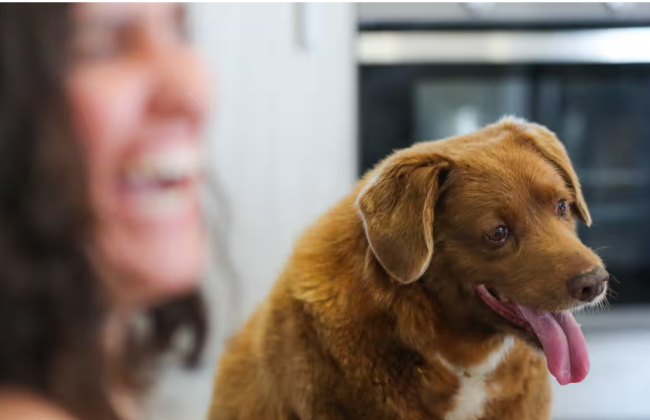 Книга рекордов Гиннеса лишила пса Бобби статуса самого старого в мире