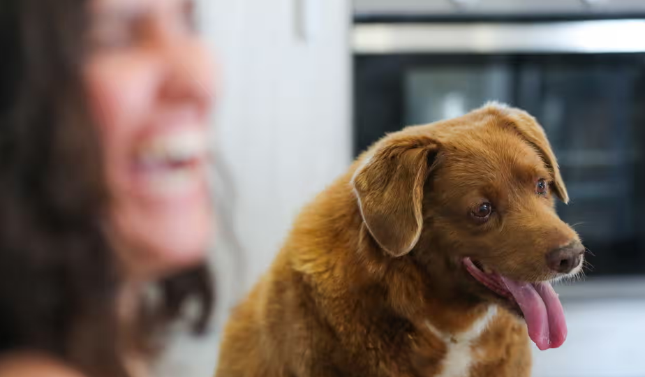 Книга рекордів Гіннеса позбавила пса Бобі статусу найстарішого у світі
