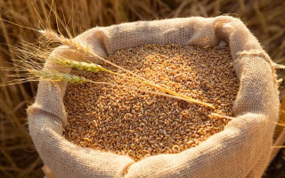 Латвія вимагає від ЄС замінити російське зерно на українське