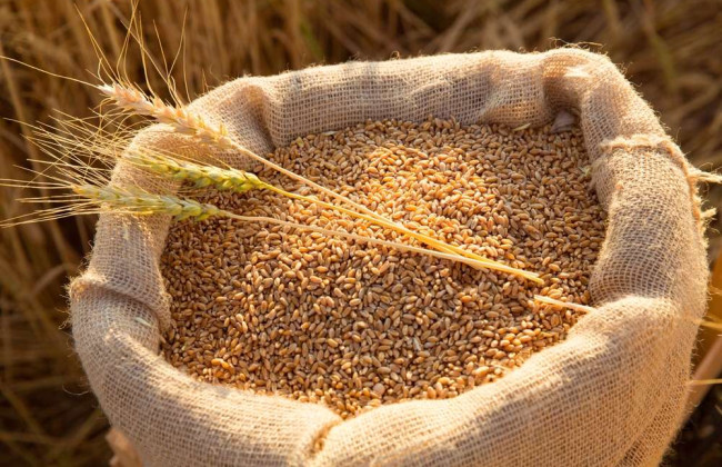 Латвия требует от ЕС заменить российское зерно на украинское