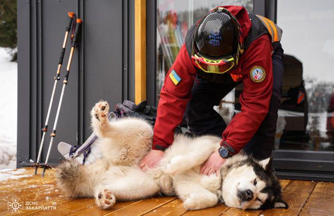 На Закарпатье четырехлапая спасительница убежала от опекуна, потому что не подружилась с другой собакой