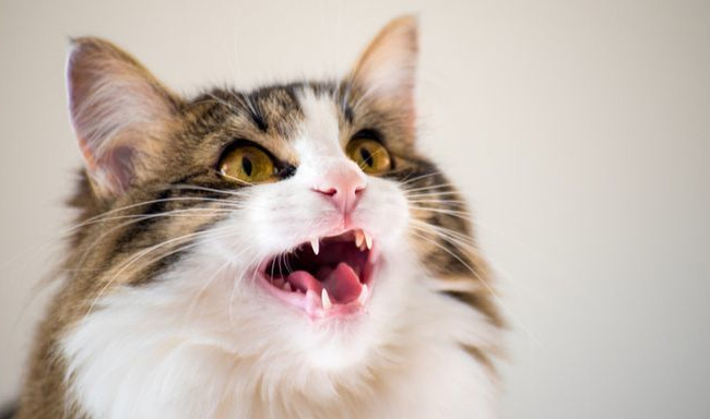 Через 3 года люди смогут понимать язык домашних любимцев