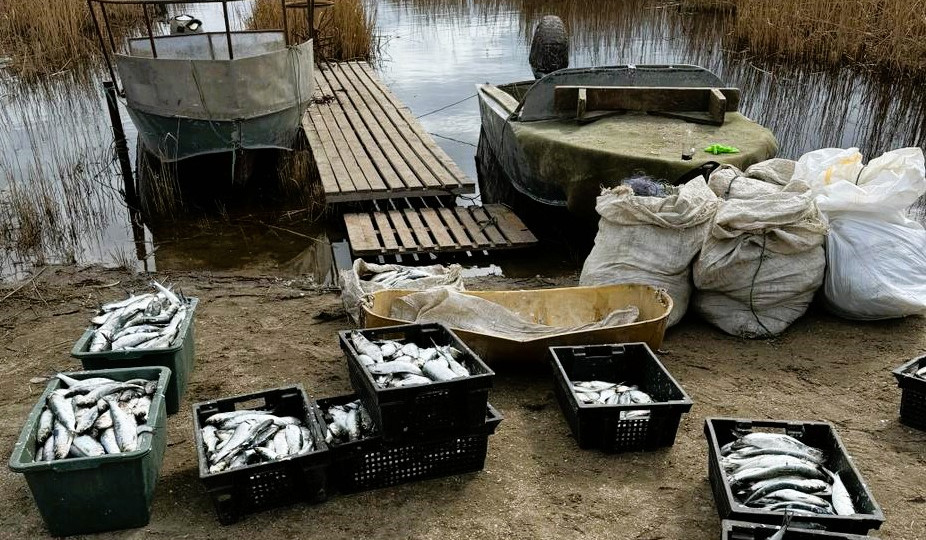 В Одесской области браконьеры выловили рыбу почти на 3 млн гривен