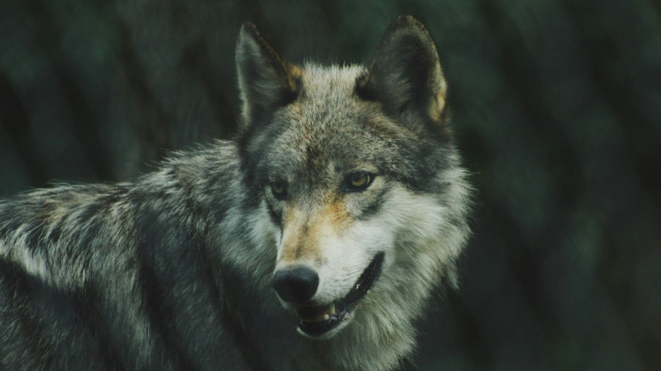 На Киевщине появится первый в Украине заказник для охраны волков