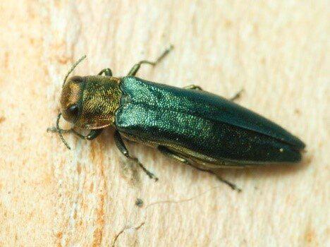 На территории Соломенского ландшафтного парка в Киеве ввели карантинный режим