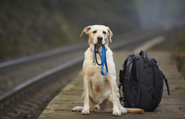Киевская кольцевая электричка будет бесплатно перевозить домашних животных
