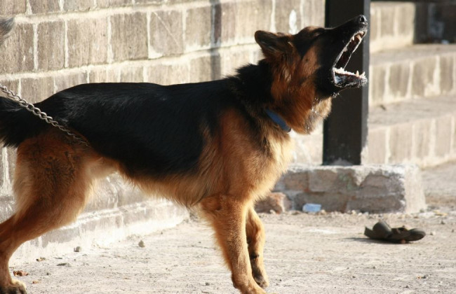 Полиция устанавливает личность мужчины, собака которого напала на ребенка у кафе «Yellow Cup»