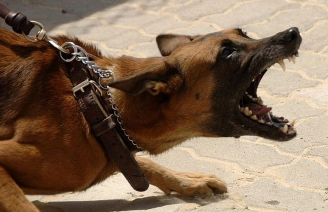 В Киеве на ребенка напала овчарка в кафетерии